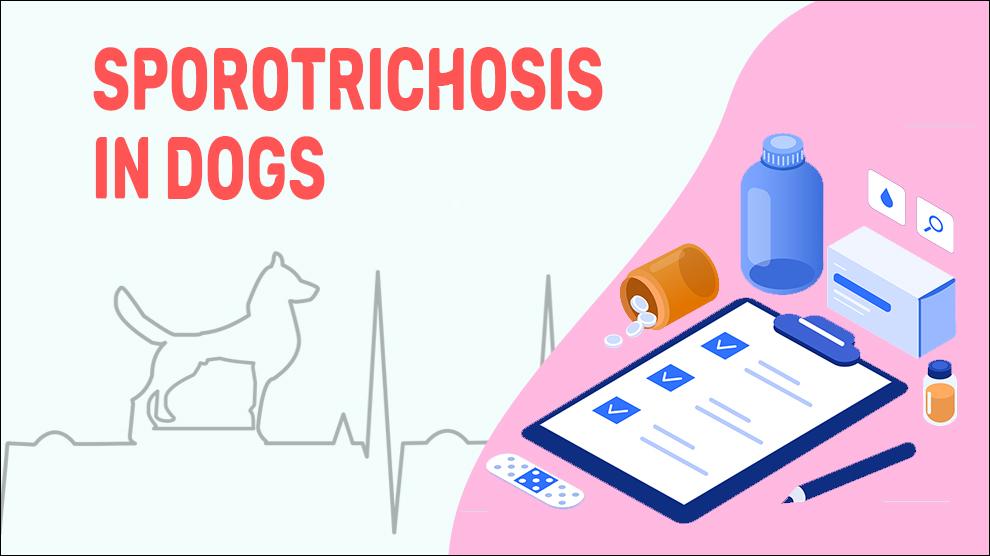 Sporotrichosis In Dogs