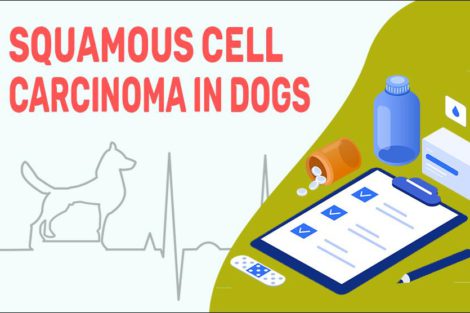 Squamous Cell Carcinoma In Dogs