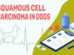 Squamous Cell Carcinoma In Dogs