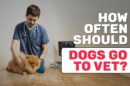 How Often Should Dogs Go To The Vet