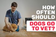 How Often Should Dogs Go To The Vet