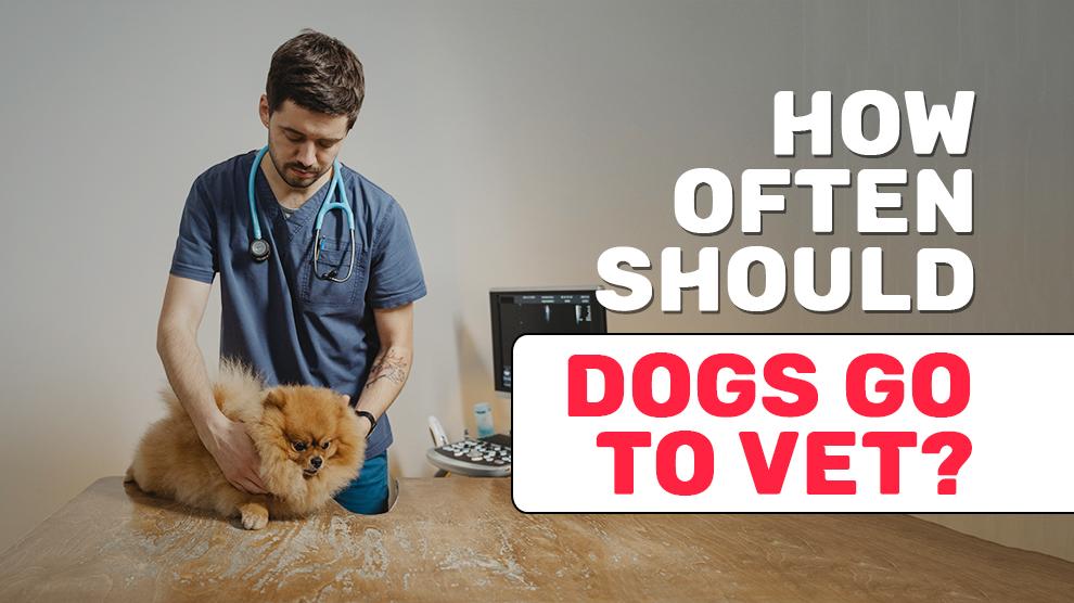 How Often Should Dogs Go To The Vet