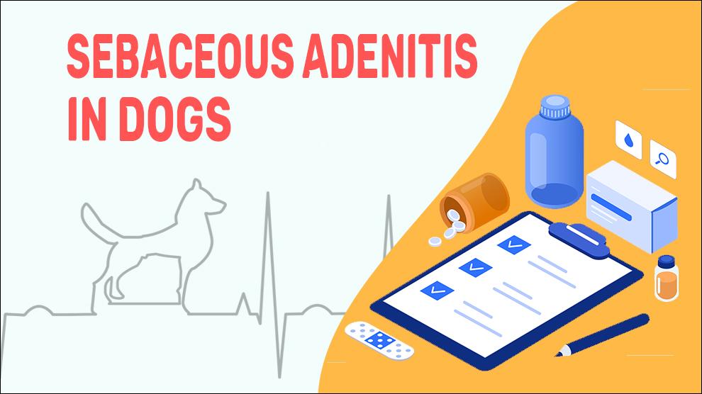 Sebaceous Adenitis In Dogs