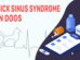 Sick Sinus Syndrome In Dogs