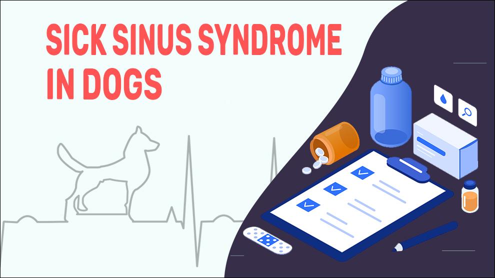 Sick Sinus Syndrome In Dogs