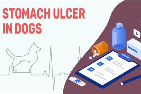 Stomach Ulcer In Dogs