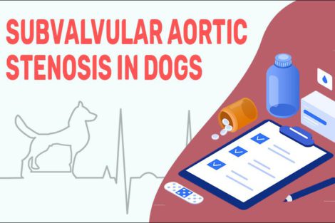 Subvalvular Aortic Stenosis In Dogs