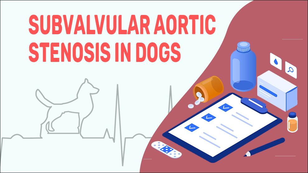 Subvalvular Aortic Stenosis In Dogs