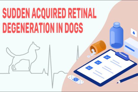 Sudden Acquired Retinal Degeneration In Dogs