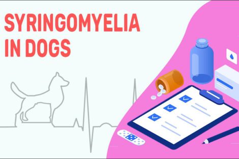 Syringomyelia In Dogs