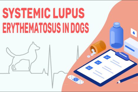 Systemic Lupus Erythematosus In Dogs