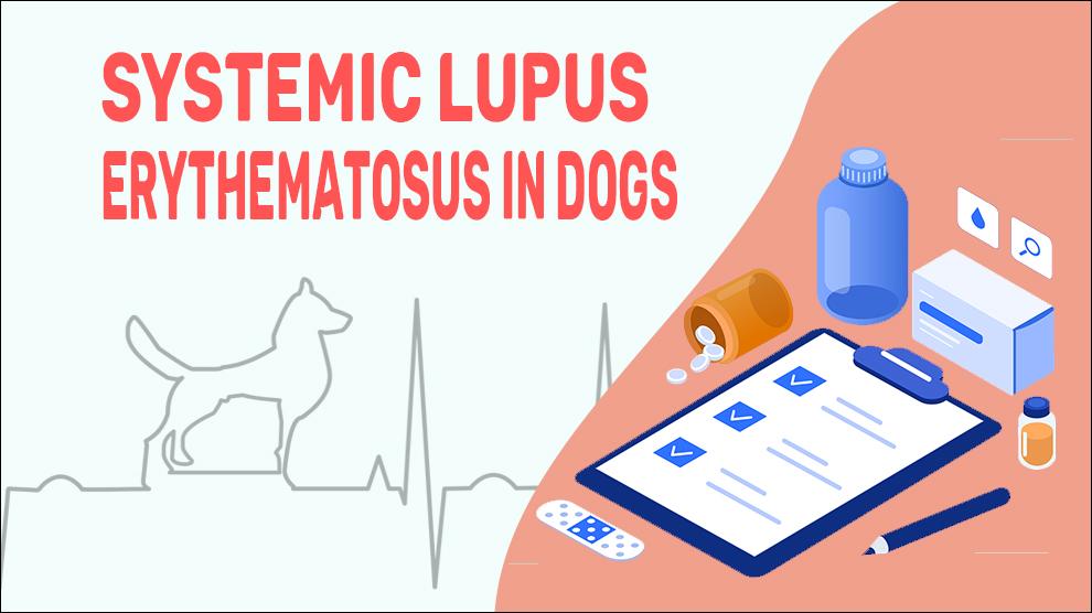 Systemic Lupus Erythematosus In Dogs