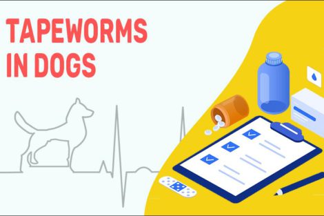 Tapeworms In Dogs