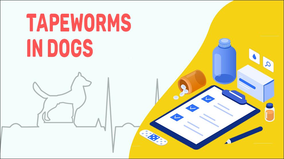 what are symptoms of tapeworms in dogs