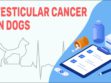 Testicular Cancer In Dogs