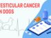 Testicular Cancer In Dogs