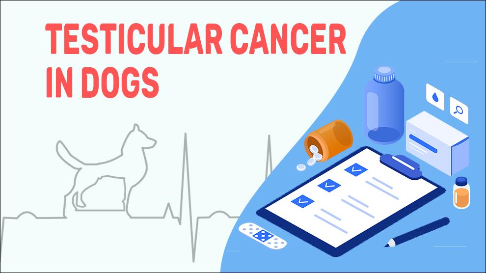 Testicular Cancer In Dogs