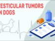 Testicular Tumors In Dogs