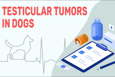 Testicular Tumors In Dogs