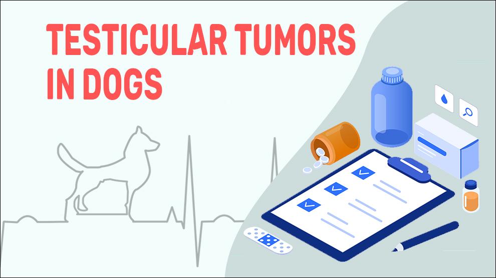 Testicular Tumors In Dogs