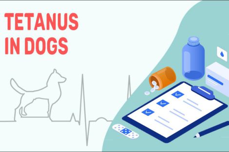 Tetanus In Dogs