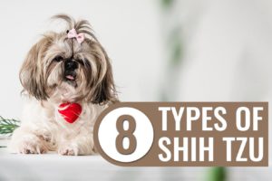 Types Of Shih Tzu