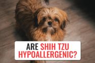 Are Shih Tzu Hypoallergenic?