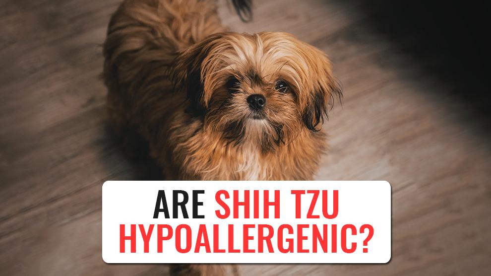 Are Shih Tzu Hypoallergenic?