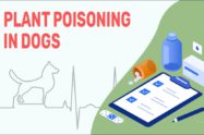 Plant Poisoning In Dogs