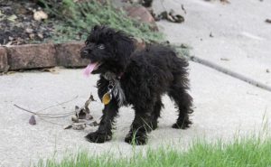 Shih Tzu Poodle