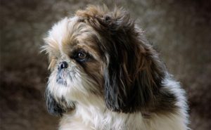 Shih Tzu Poodle Mix