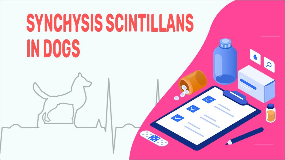 Synchysis Scintillans In Dogs