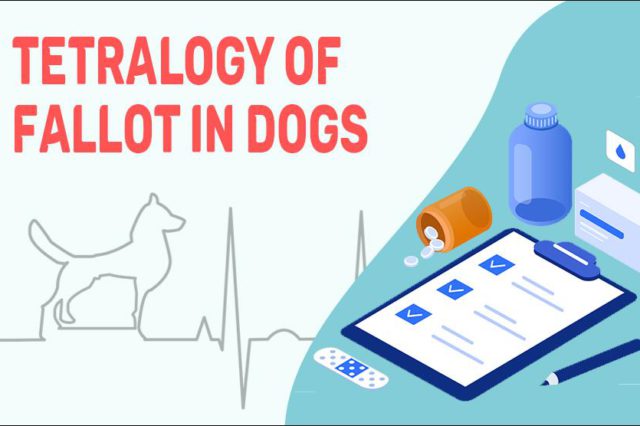 Tetralogy Of Fallot In Dogs