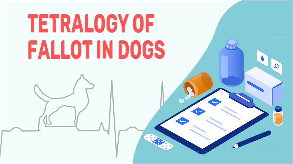 Tetralogy Of Fallot In Dogs