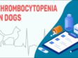 Thrombocytopenia In Dogs