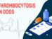 Thrombocytosis In Dogs