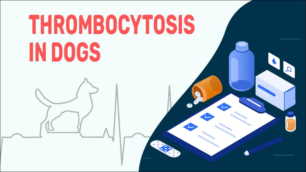 Thrombocytosis In Dogs