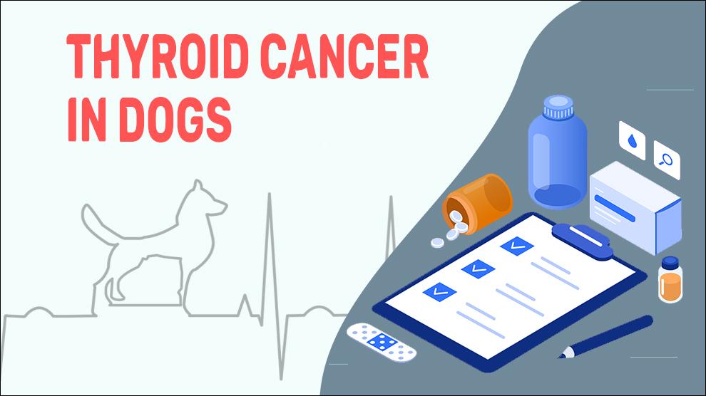 Thyroid Cancer In Dogs