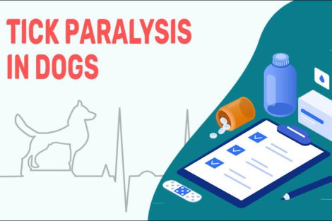 Tick Paralysis In Dogs