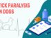 Tick Paralysis In Dogs
