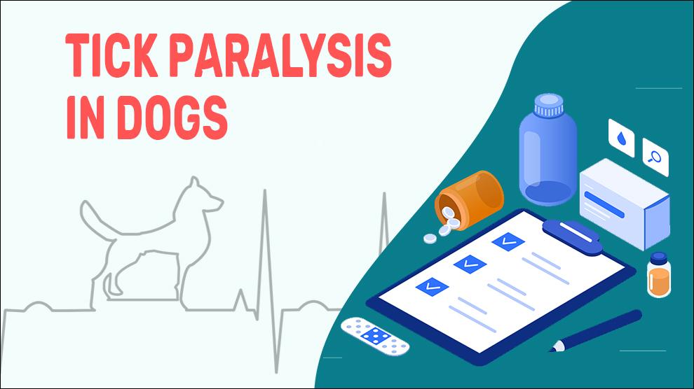 Tick Paralysis In Dogs