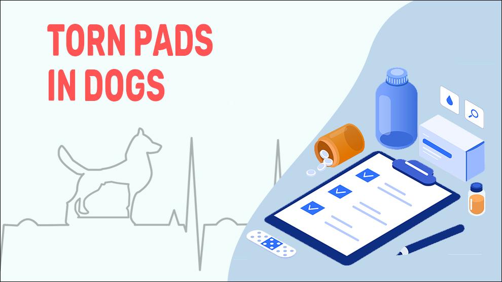 Torn Pads In Dogs