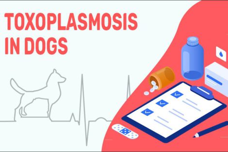 Toxoplasmosis In Dogs
