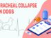 Tracheal Collapse In Dogs