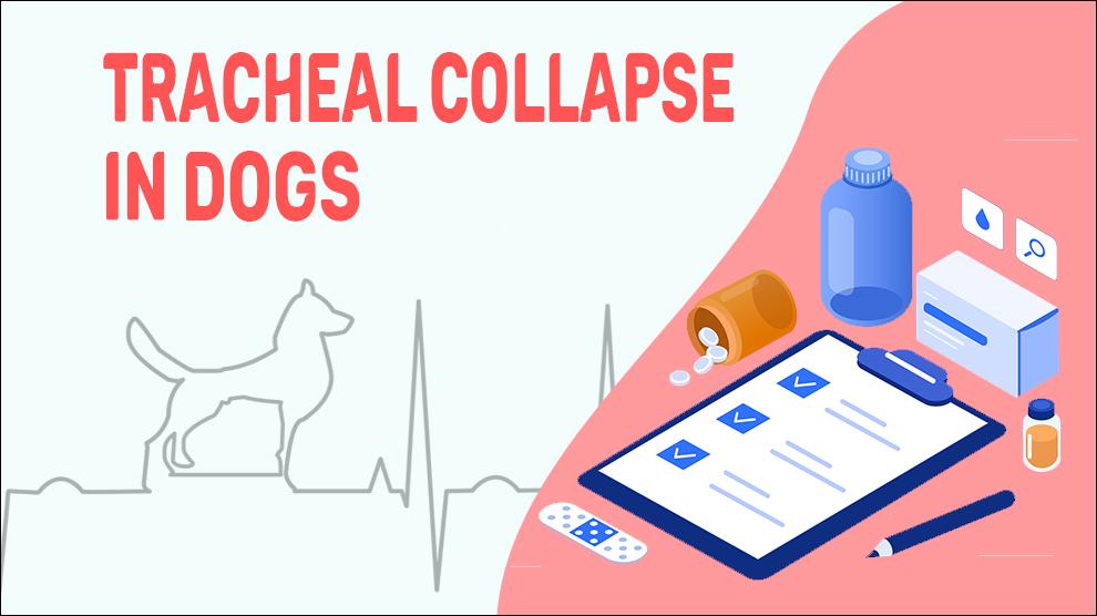 Tracheal Collapse In Dogs