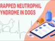 Trapped Neutrophil Syndrome In Dogs