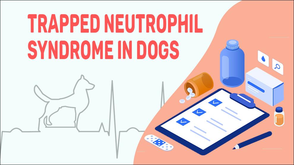 Trapped Neutrophil Syndrome In Dogs