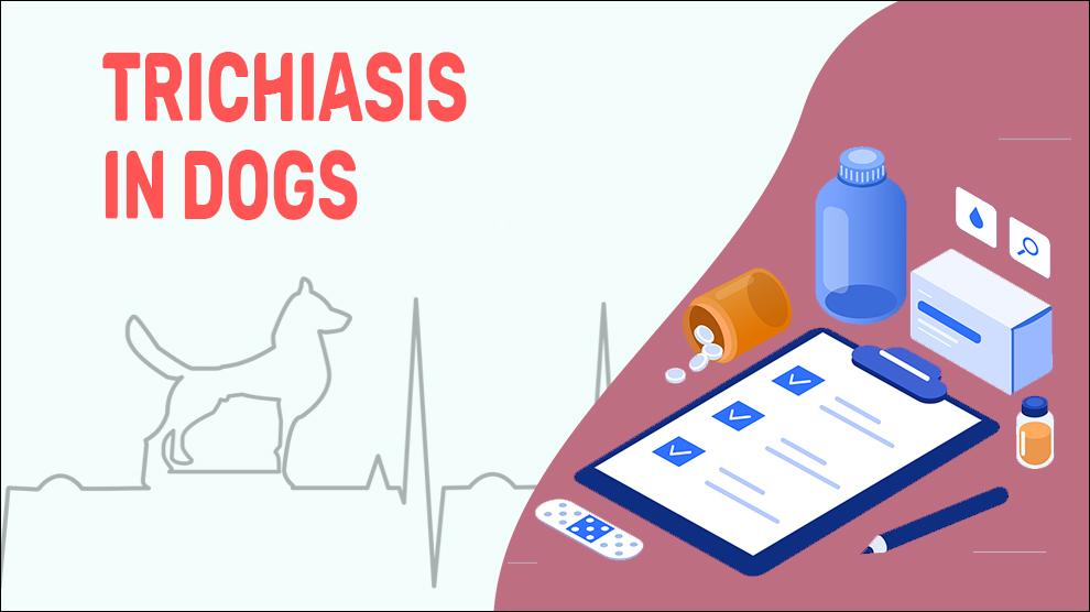 Trichiasis In Dogs