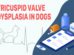 Tricuspid Valve Dysplasia In Dogs