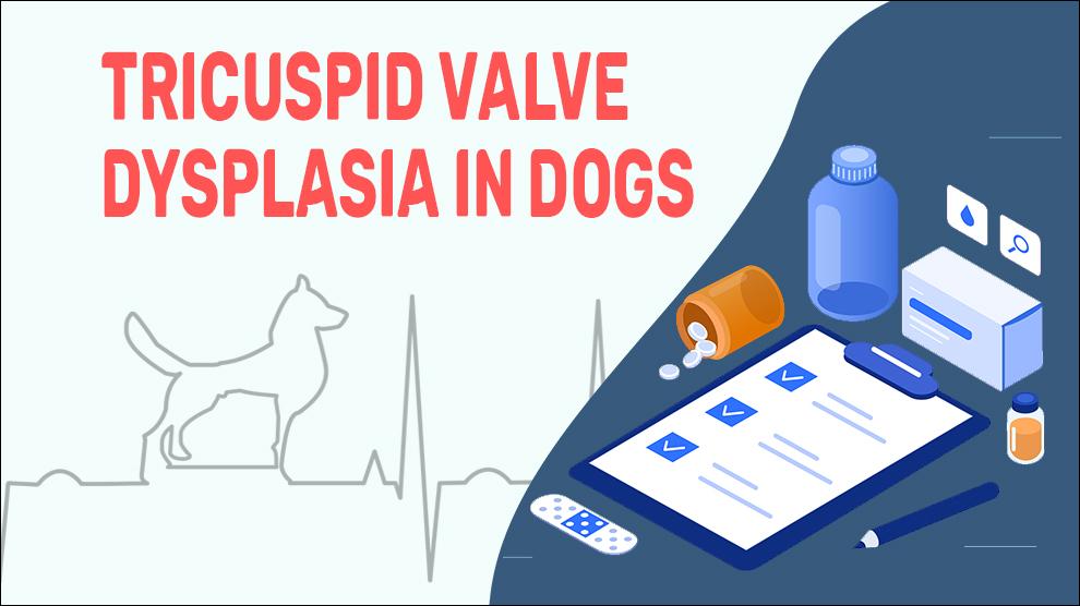 Tricuspid Valve Dysplasia In Dogs